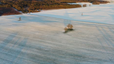 Robles-Solitarios-En-Medio-Del-Campo-Nevado-Durante-El-Invierno---Drone-Aéreo