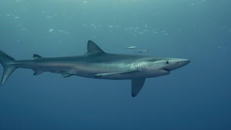 tiro largo de um grande tubarão azul no oceano atlântico debaixo d'água com reflexos de luz em câmera lenta