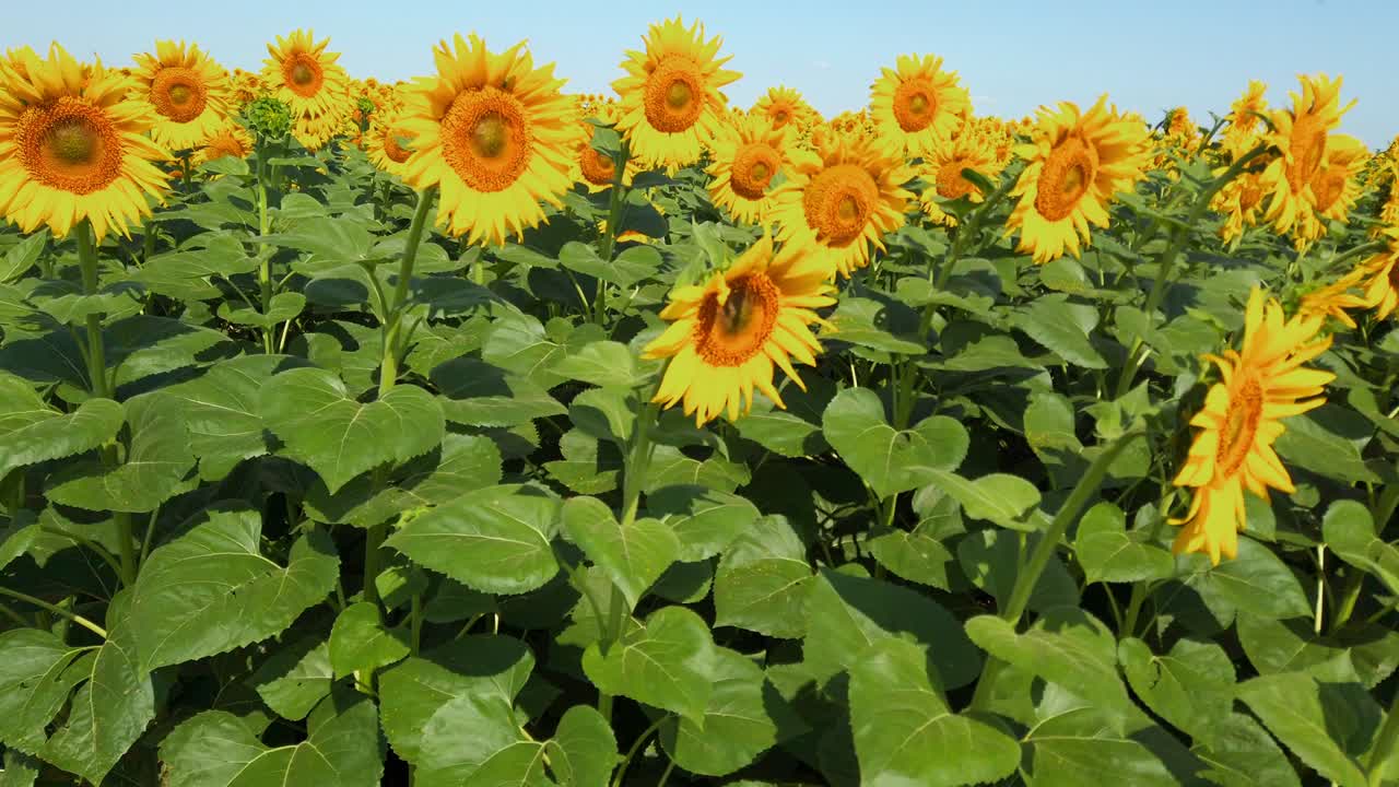 태양꽃의 농업 현장. 시골에서 여름에 촬영.
