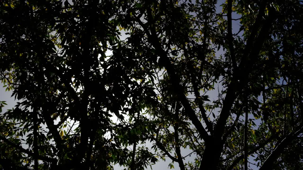 luz del sol entre las hojas