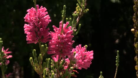 erica's growing in botanical garden