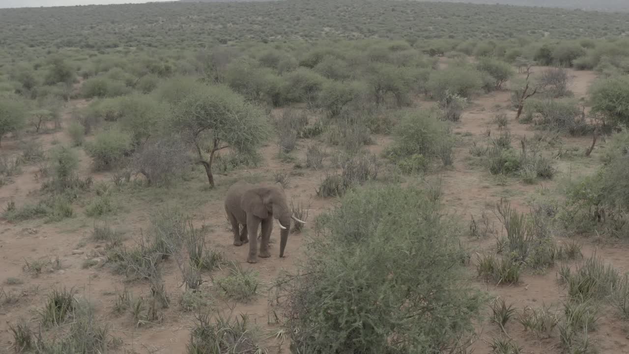 Elephant in the wild aerial drone shot