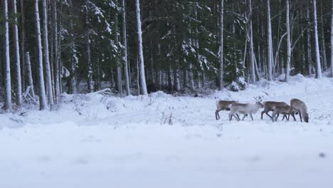 Small-herd-of-cute-Reindeer-crossing-frozen-meadow-near-road-and-forest-in-Lapland,-Sweden---Wide-shot
