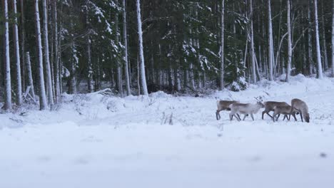 small herd of cute reindeer crossing frozen meadow near road and forest in lapland, sweden - wide shot