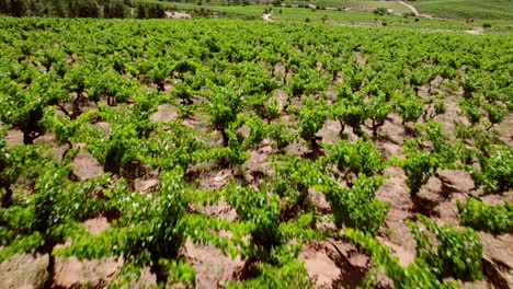 Calicata-Vineyard-Landscape-Chilean-Wine-Growing-Valley-Fields-Aerial-View-Above-Green-Horticulture-Soil,-Travel-Destination-in-Curico-Chile