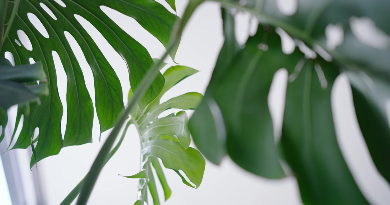 Una grande Monstera ondeggia mentre la fotocamera mette a fuoco vicino alla finestra, rivelando le venature di una foglia spaccata.