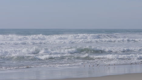 Slow-motion-panning-shot-of-a-flock-of-seagulls