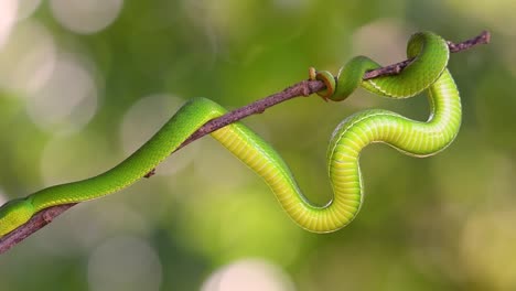 la víbora de labios blancos es una víbora venenosa endémica del sudeste asiático y a menudo se encuentra durante la noche esperando en una rama o rama de un árbol cerca de un cuerpo de agua con muchos alimentos