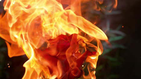 rose flower in slow motion, delicately embracing the flames, evoking the concept of transformation and resilience