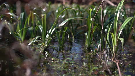 plants and grasses growing in a shallow flooded or marsh field in a balanced ecosystem - slow motion push in