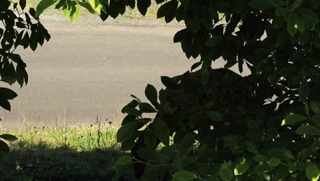 deer silhouetted in the shadows behind a magnolia tree in the backyard in astoria oregon in june