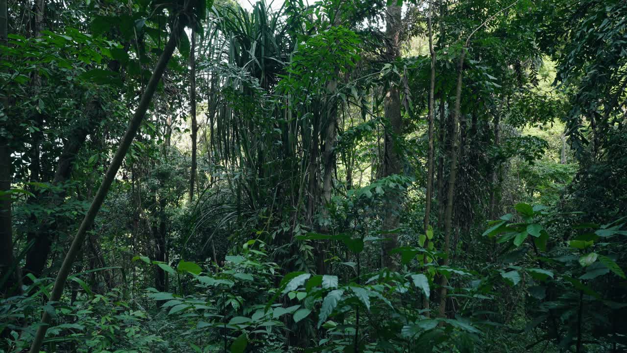 Giungla verde nella Ko Pha Ngan rurale in Thailandia - Inquadratura statica