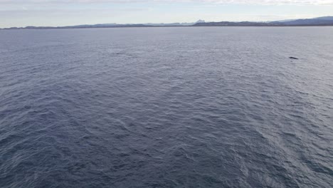 Antena-De-Ballena-Jorobada-En-El-Océano-Cerca-De-Fingal-Head,-Nsw,-Australia---Disparo-De-Drone