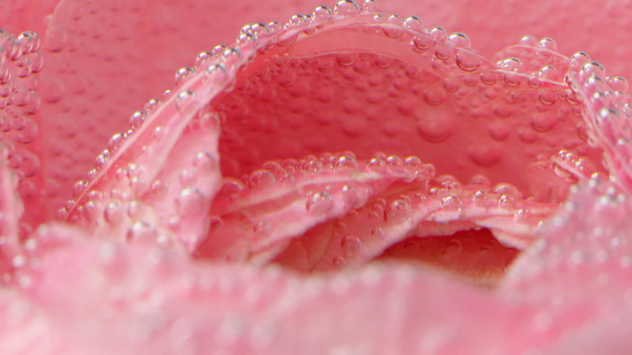 Rosa rosa con bolle d'acqua