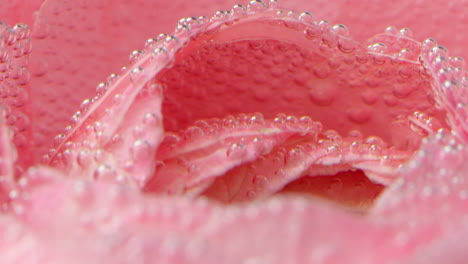 pink rose with water bubbles