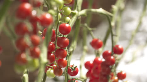 plants of tomato cherry in the summer, very red and green fruits