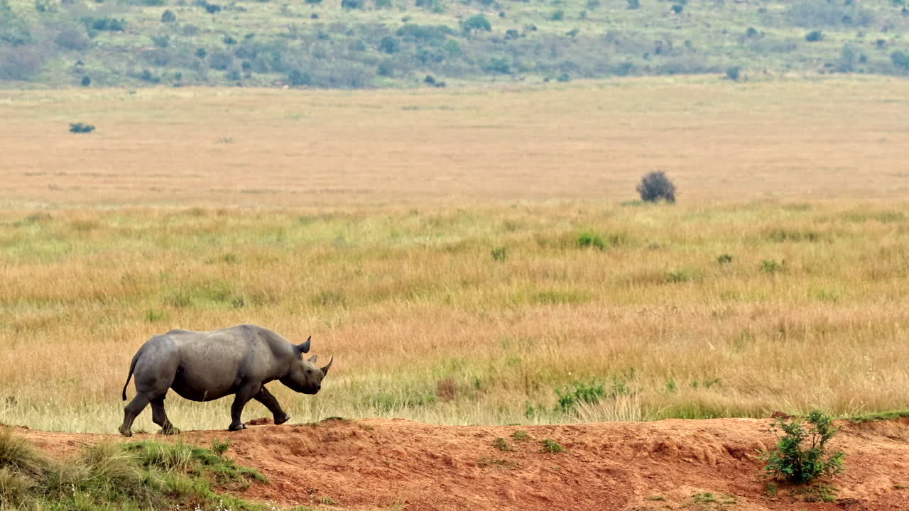 Long tracking shot of black rhino walking on edge of dam wall of game reserve