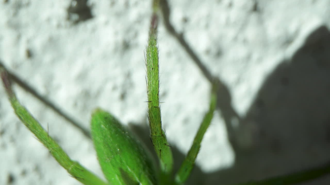 낮에 흰 벽에 움직이는 녹색 거미 - 가까이