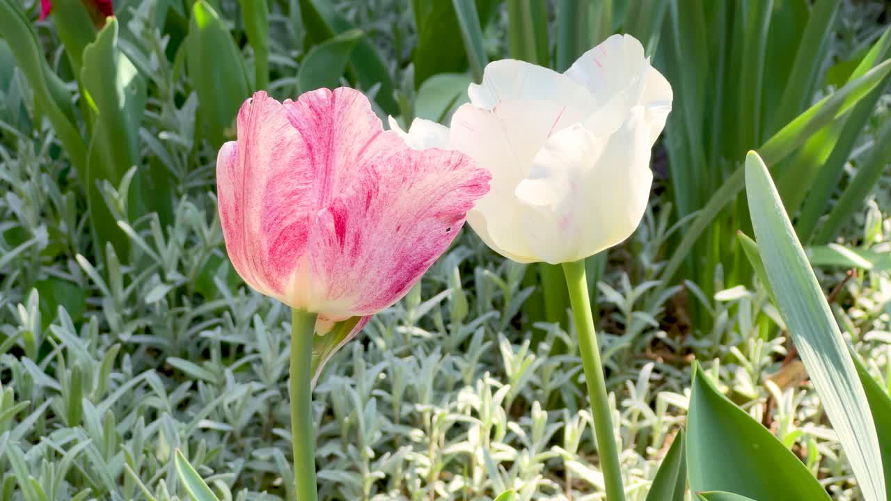 Close-up of sunlit white and white-pink tulips in a garden. Beautiful flowers in the springtime. Bulgaria