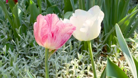 close-up of sunlit white and white-pink tulips in a garden. beautiful flowers in the springtime. bulgaria
