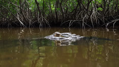 Crocodile in Mangrove Swamp