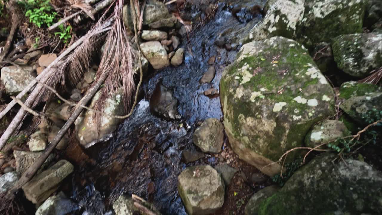 A serene forest stream with lush greenery
