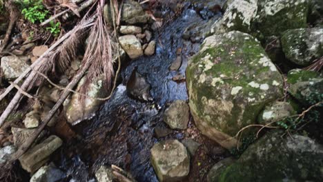 a serene forest stream with lush greenery