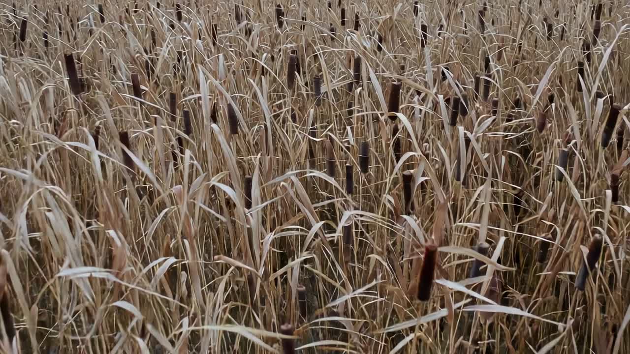 Kameraet bevæger sig fremad og sænker sig gennem et marskland, og afslører tætte dunhammerhoveder der svajer i brisen.
