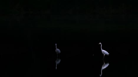 great egret and grey heron standing in a lake at dusk