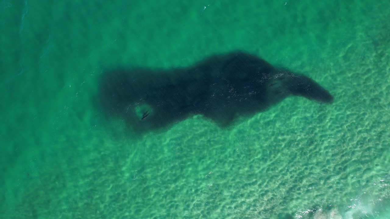 ターコイズ色の海でベイトボールの中を泳ぐサメ - 空撮。