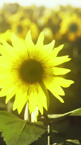 sunflowers in a field