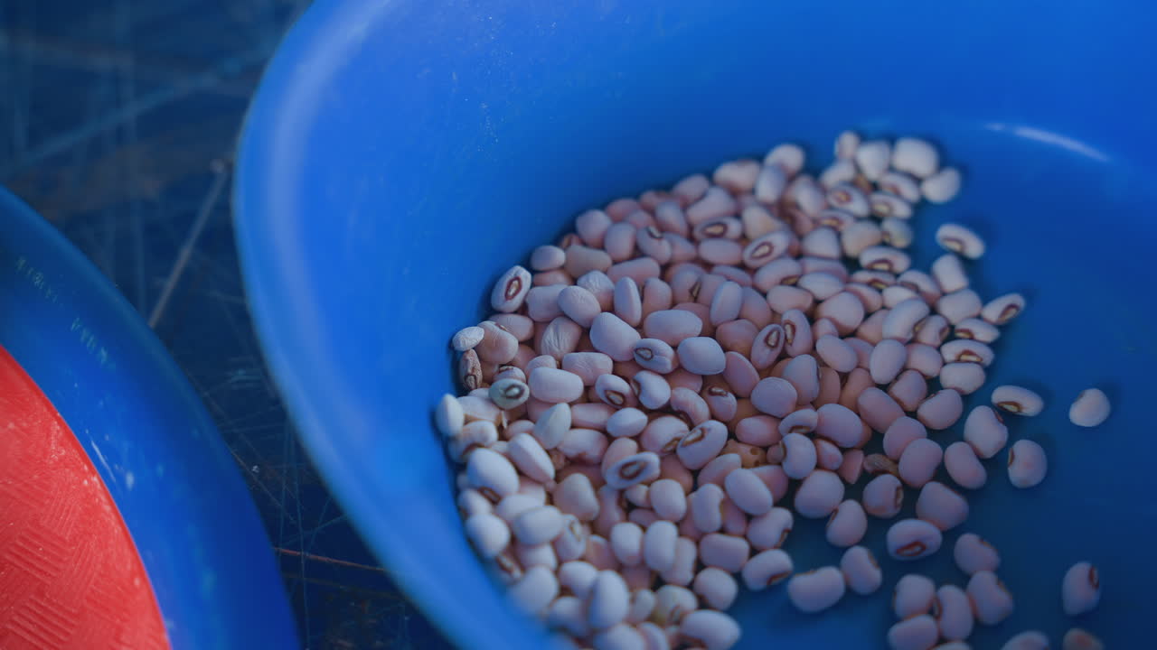 Closeup of select traditional seed grains. Analyzing textured grains for planting or culinary purposes. Detailed view of heirloom seeds arranged with careful inspection and selection