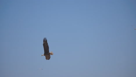 águila-Calva-En-Un-Cielo-Azul-Volando-En-Cámara-Lenta-Con-Otras-Aves-Dando-Vueltas