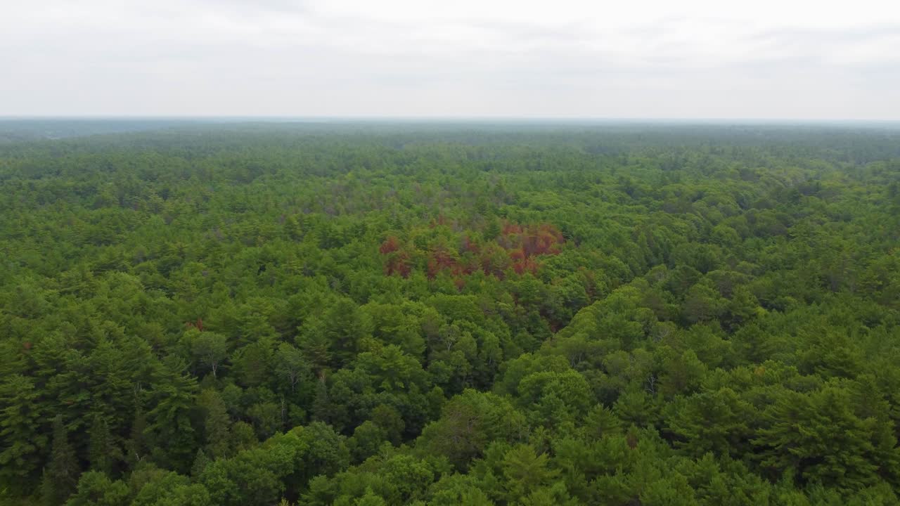 자연 그대로의 울창한 숲 자연 나무 풍경 넓은 공중