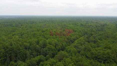 Natural-untouched-lush-forest-wood-landscape-Wide-aerial