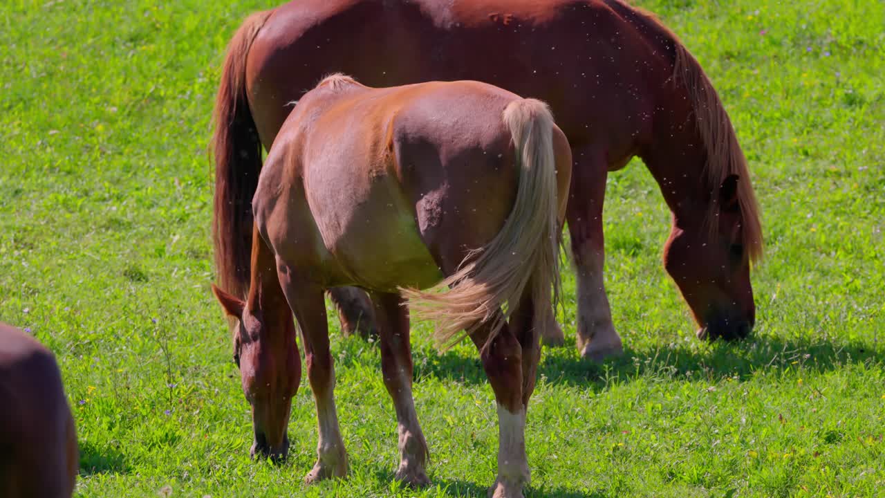 Horses Graze on Grass in the Meadow - Close Up