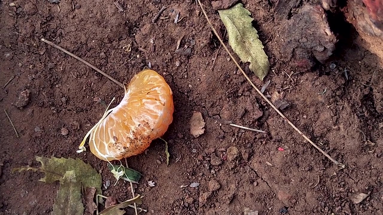Close-up de formigas a recolher casca de laranja no solo. Ideal para visuais de comportamento de insetos, ecologia, cadeia alimentar, macro natureza e narrativa ambiental.