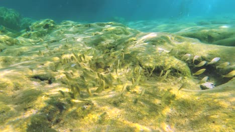 Mädchen-Schnorchelt-Im-Hintergrund,-Während-Der-Fischschwarm-Angst-Bekommt-Und-Auf-Kreta,-Griechenland,-Von-Der-Kamera-Wegschwimmt