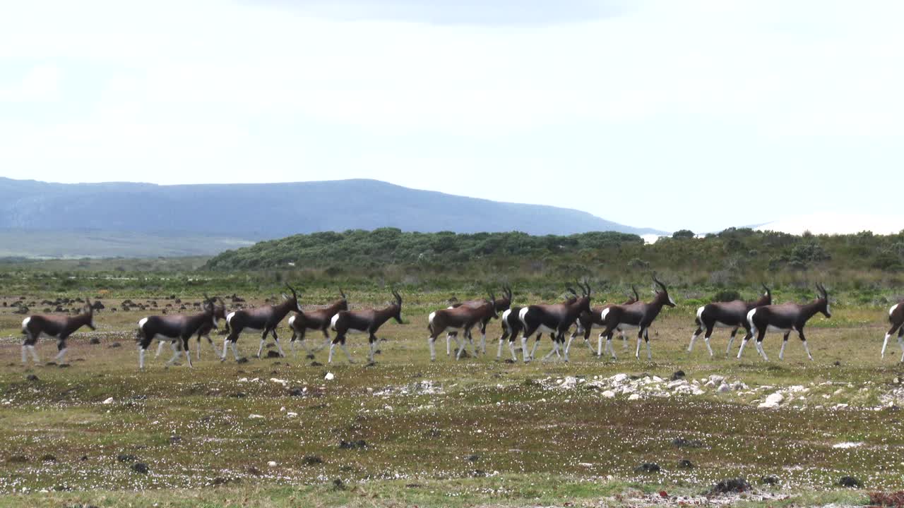una manada de bontebok comienza a correr en una llanura costera bajo un cielo nublado