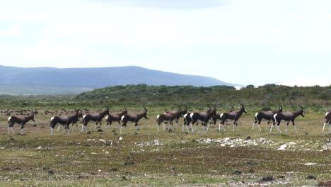 a herd of bontebok start to run off on a coastal plain under a cloudy sky