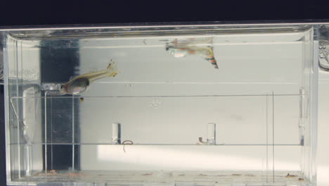 beautiful guppies in an aquarium - female on left giving birth - time lapse