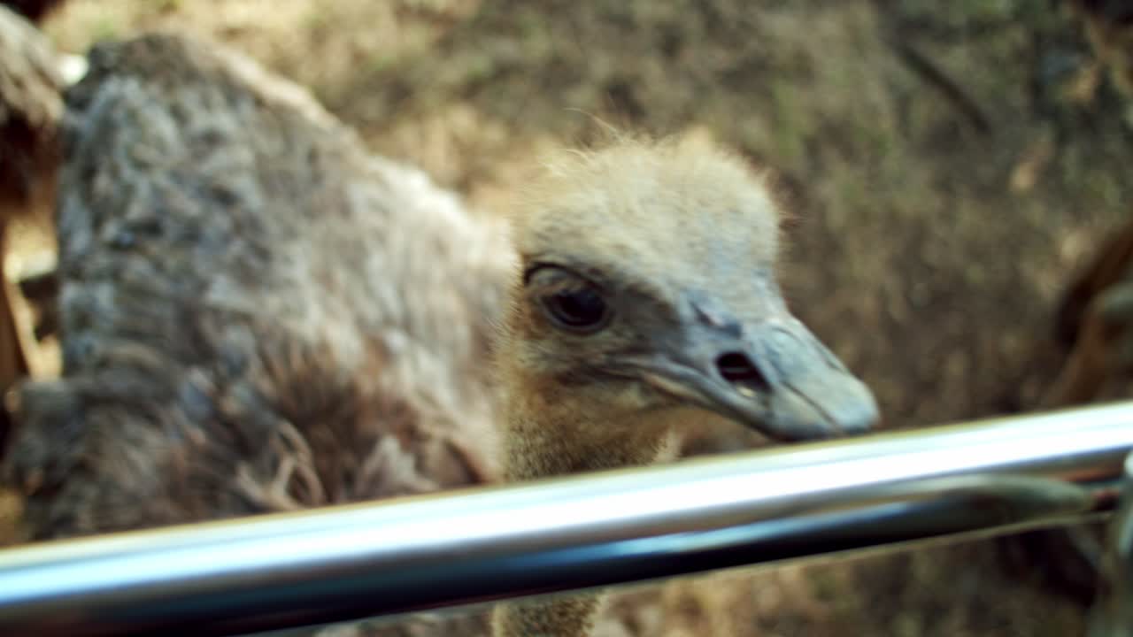 Close-up Burung Unta Cantik Mencoba Menggigit Batang Logam di Kebun Binatang, Mauritius, Afrika