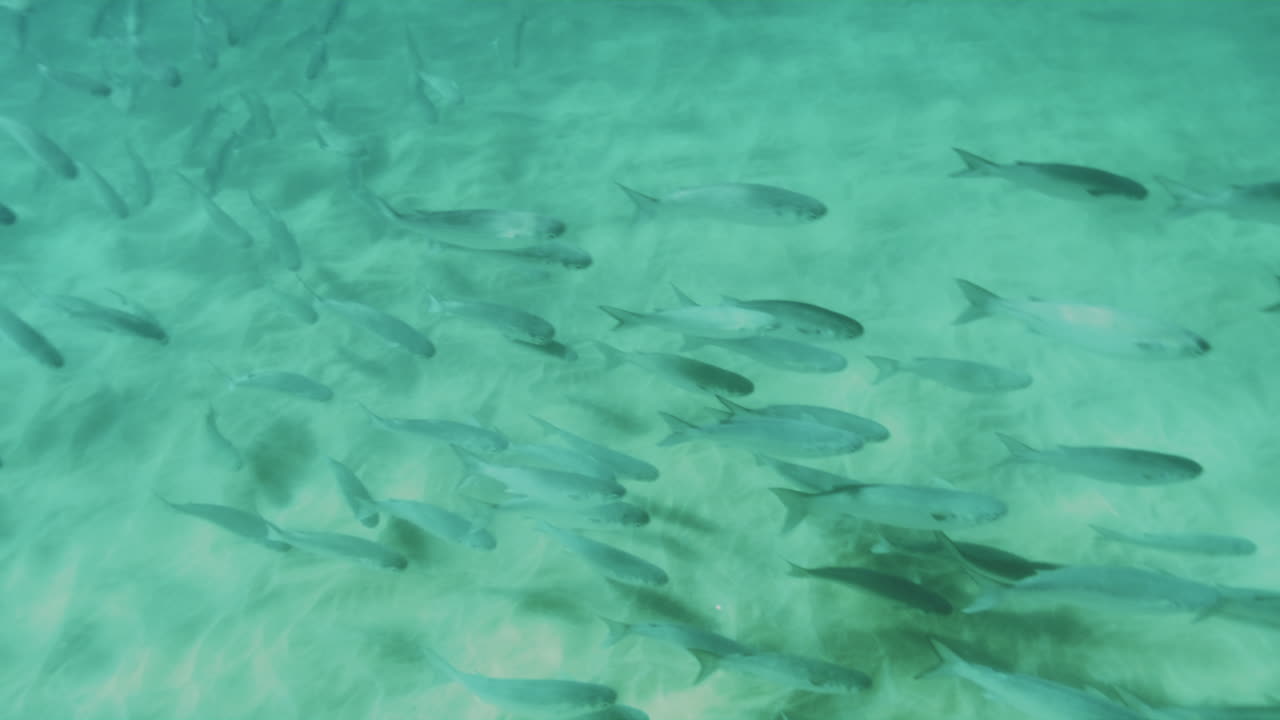 Slow-motion underwater view of fish gliding through a vibrant kelp bed, highlighting the serene and dynamic marine ecosystem in clear ocean water