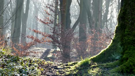 Insect-flying-around-mossy-woodland-forest-tree-trunks,-Dolly-left-slow-as-sunshine-shining-through-background-autumn-trees.