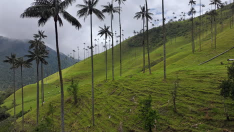 front pan wax palm cocora valley cinematic cloudy green landscape salento colombia