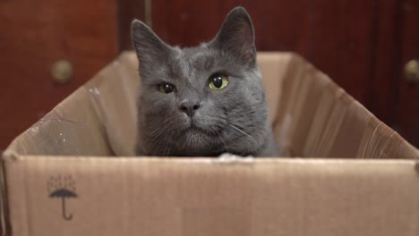 positive gray cat with eyes wide open sitting in cardboard box looking at camera