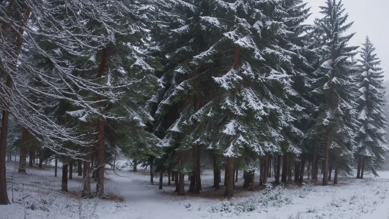 A serene winter forest scene captured at eye level, showcasing snow-covered trees
