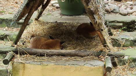 動物園裡的幾隻睡著的狐<unk>