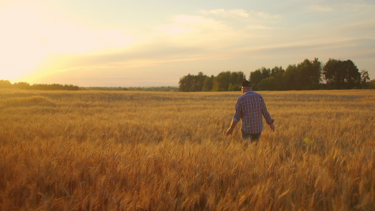 viejo agricultor caminando por el campo de trigo al atardecer tocando las espigas de trigo con las manos - concepto de agricultura. brazo masculino moviéndose sobre el trigo maduro que crece en el prado.