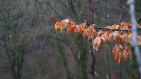 autumn leaves in a forest